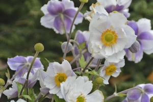 Anemone 'Dreaming Swan' 